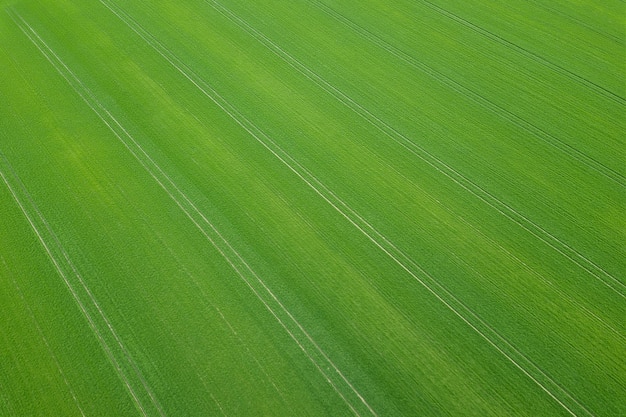 Temporada de primavera de campo verde. Vista aérea. Trigo.