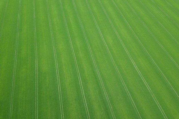 Temporada de primavera de campo verde. Vista aérea. Trigo.