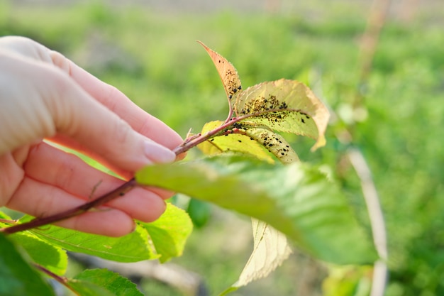 Temporada de primavera, cerezo, primeros planos de insectos plagas de pulgones