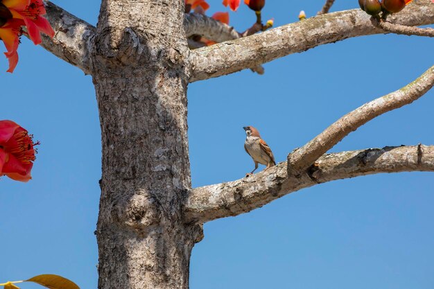 Temporada de primavera kapok pájaros florecientes kapok Taiwán