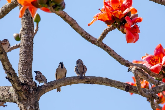 Temporada de primavera kapok pájaros florecientes kapok Taiwán