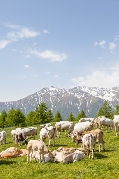 Foto temporada de verano en los alpes italianos. ternero libre entre vacas adultas.