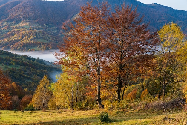 Temprano en la mañana brumoso escena de las montañas de otoño Tranquilo y pintoresco viaje naturaleza estacional y paisaje concepto de belleza escena Montañas de los Cárpatos Ucrania