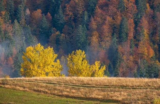 Temprano en la mañana brumoso escena de las montañas de otoño Tranquilo y pintoresco viaje naturaleza estacional y paisaje concepto de belleza escena Montañas de los Cárpatos Ucrania