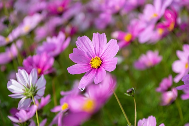 Temprano en la mañana, las flores de los crisantemos persas de todos los colores llevan rocío