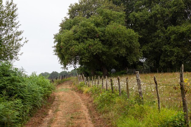 Temprano en la mañana la vista del campo a lo largo de la ruta francesa Chemin du Puy del Camino de Santiago