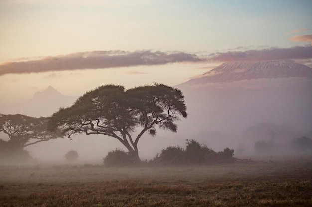 Temprano en la mañana Vista de la montaña Kilimanjaro Parque Nacional Amboseli Amanecer en el Parque Nacional Amboseli