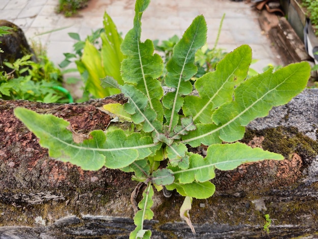 Tempuyung ou Sonchus Arvensis Perene semear campo sowthistle milho semear cardo dindle gutweed