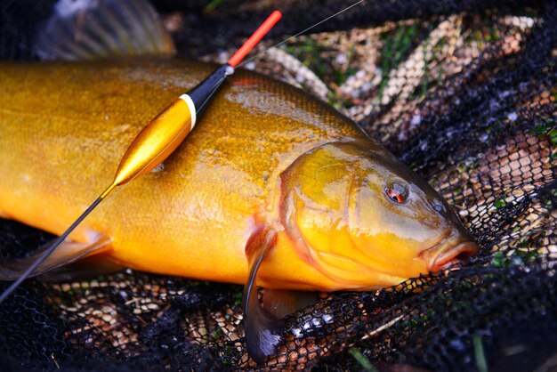 Tench de peixe deitado em uma rede de pesca com um flutuador de pesca