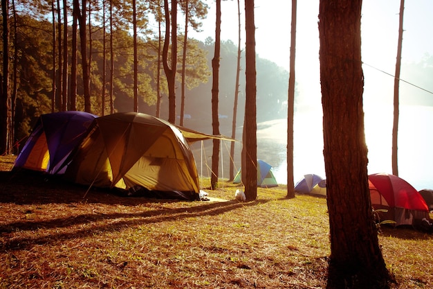 Tendas em meio a árvores em um acampamento na floresta