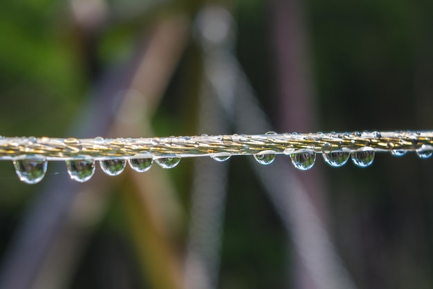 Tendedero de plástico con gotas de rocío. reflejo de los árboles en las gotas de agua. árboles borrosos en el fondo