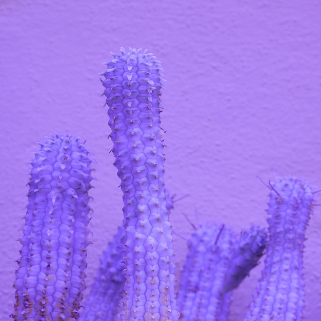 Tendencia de diseño de colores violetas de cactus. Concepto de planta de moda mínima