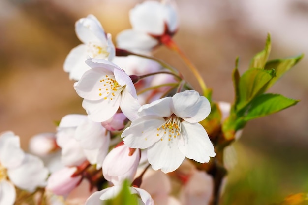 Tender Sakura ou flores de cerejeira florescem na primavera em fundo natural em um dia ensolarado