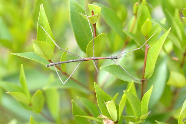 Tenodera Pinapavonis oder Phobaeticus