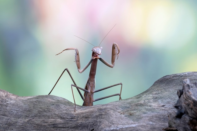 Tenodera sinensis Gottesanbeterin