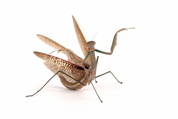 Tenodera sinensis mantis con posición de autodefensa sobre fondo blanco insecto de primer plano