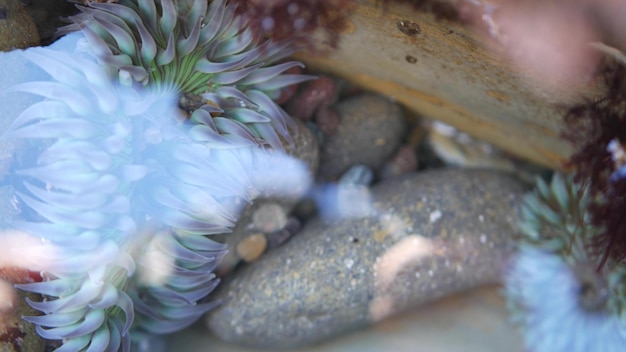 Tentáculos de anêmona do mar em anêmonas de água de poça de maré em pólipo de actiniaria de poça de maré