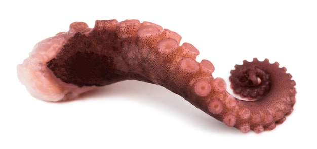 Tentaculos de pulpo aislados sobre un fondo blanco