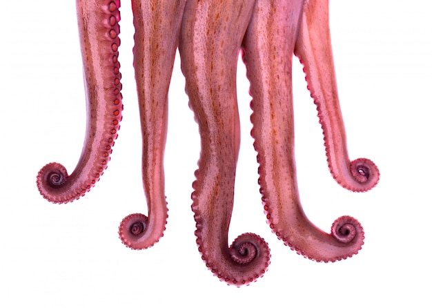 Tentakeln des Oktopus lokalisiert auf weißem Hintergrund