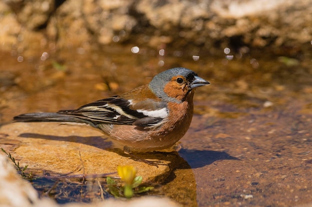 Tentilhão comum Fringilla coelebs Avila Espanha