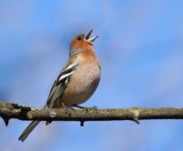 Tentilhão comum Fringilla coelebs O macho senta-se em um galho e canta com um belo fundo