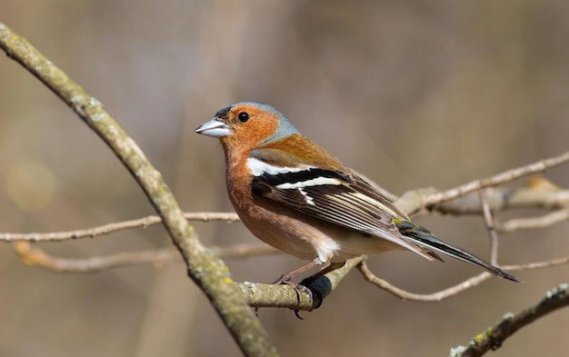 Tentilhão comum Fringilla coelebs O macho senta-se em um galho