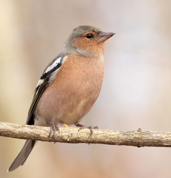 Tentilhão comum Fringilla coelebs O pássaro macho senta-se em um galho e desvia o olhar