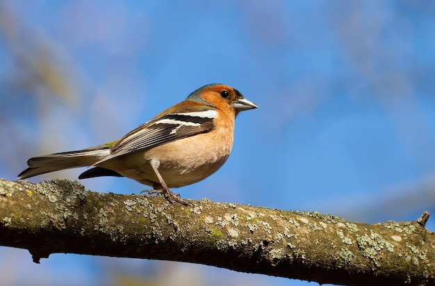 Tentilhão comum Fringilla coelebs O pássaro macho senta-se em um galho e desvia o olhar