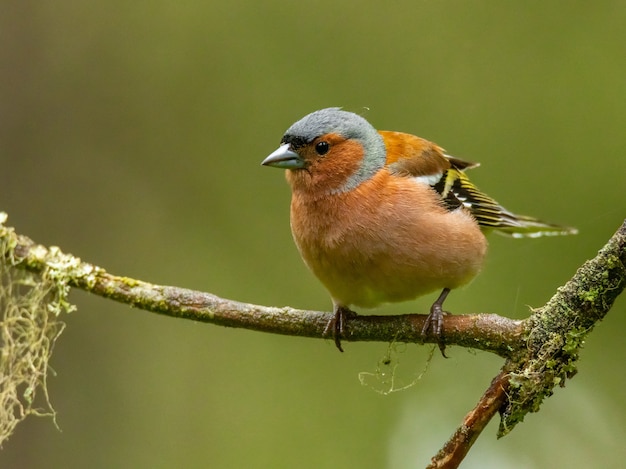 Tentilhão comum sentado em um galho de pinheiro na floresta