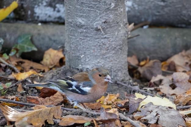 Tentilhão (fringilla coelebs) em pé no piso da copa