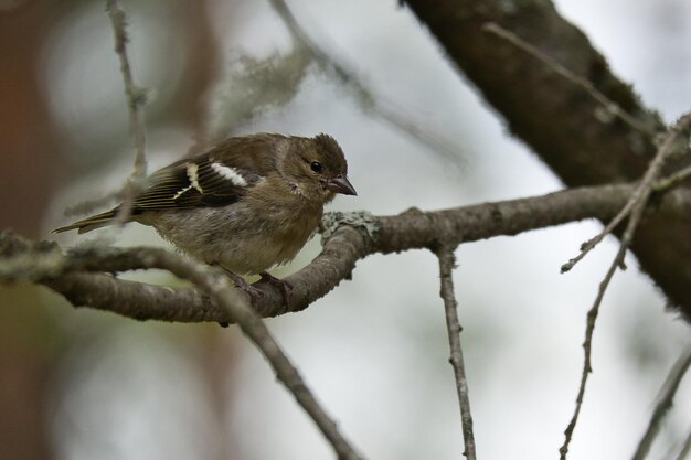 Tentilhão jovem em um galho na floresta Plumagem verde cinza marrom Pássaro canoro