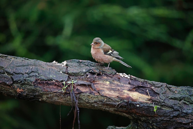 Tentilhão macho empoleirado na floresta