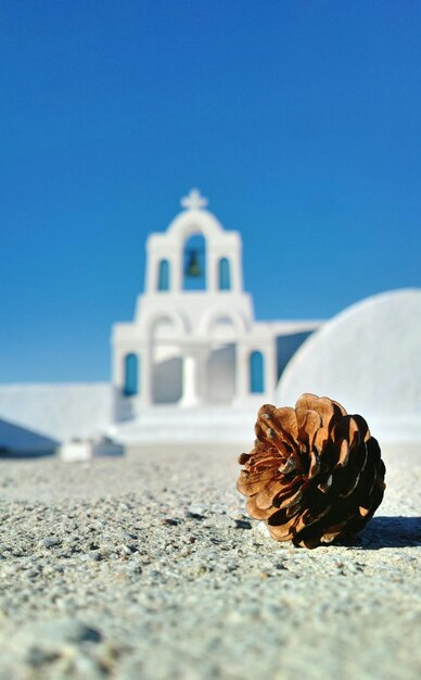 Foto teorías de la naturaleza: primer plano de una cono de pino contra un cielo azul claro