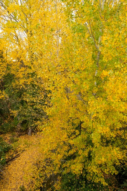 Teppich aus Herbstlaub im Waldboden Banyeres de Mariola Alicante Costa Blanca Spanien