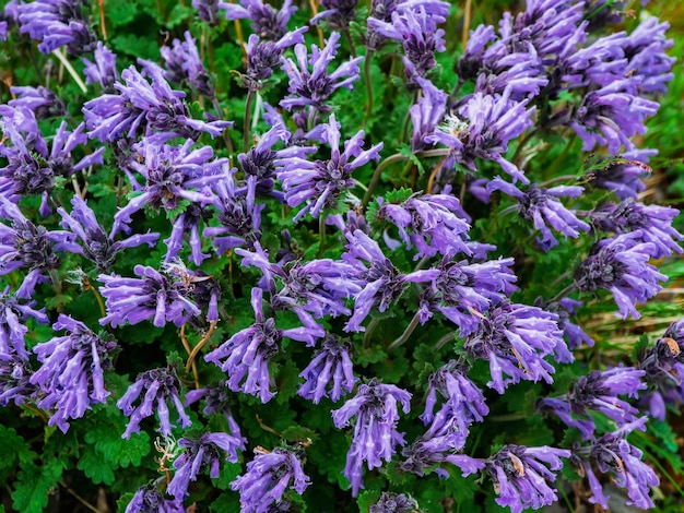 Teppich aus wilden lila Bergblumen, Ansicht von oben. Üppige lila Blüten Büsche Dracocephalum imberbe hautnah. Hintergrund von lila Bergblumen.