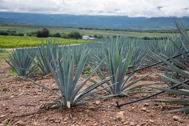 Tequila-Produzent Agave in mexikanischer Plantage