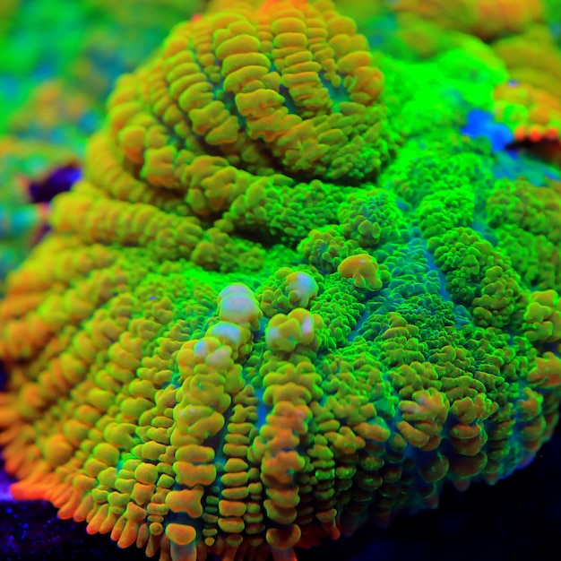 Tequila sunrise Rhodactis hongo coral