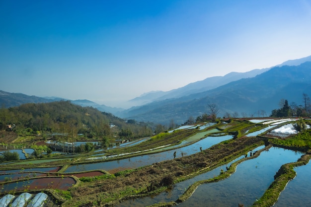 Terassenförmig angelegte Reisfelder von YuanYang, China morgens