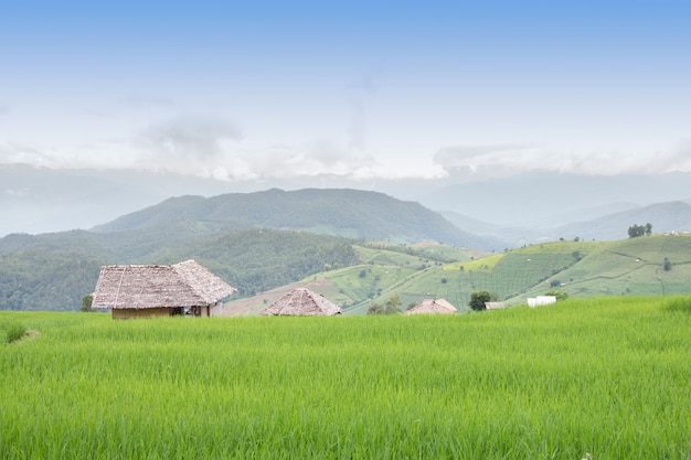 Terassenförmig angelegtes Reisfeld in PA Pong Pieng, Mae Chaem, Chiang Mai, Thailand.