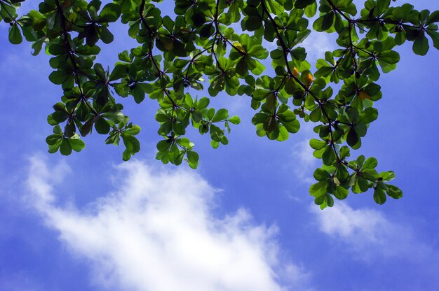 Terminalia catappa, hojas de almendro tropical o almendro indio con fondo azul cielo nublado.