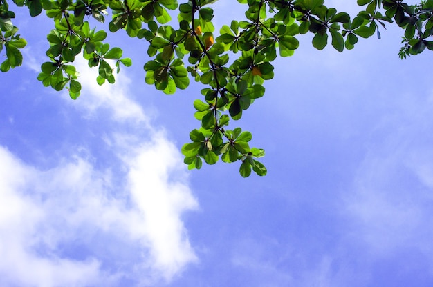 Terminalia catappa, hojas de almendro tropical o almendro indio con fondo de cielo azul.