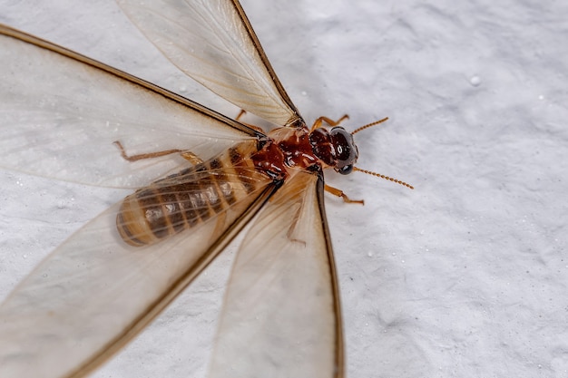 Termita alada hembra adulta de la Epifamilia Termitoidae