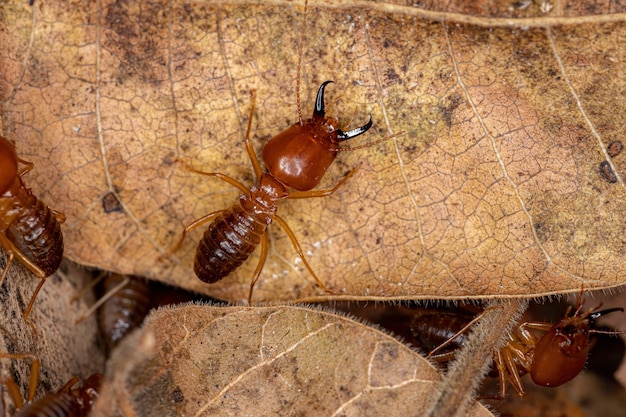 Foto térmita de mandíbula adulta da espécie syntermes molestus