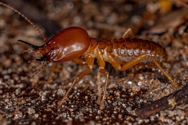 Termita Jawsnouted adulta de la especie Syntermes molestus