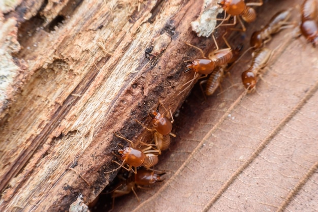 Termitas comiendo madera podrida