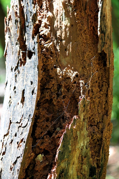 Las termitas se han comido el tronco del árbol.