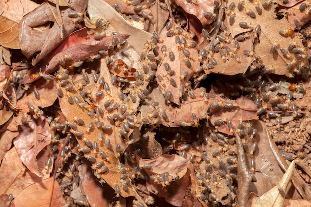 Termitas en macrofotografía terrestre