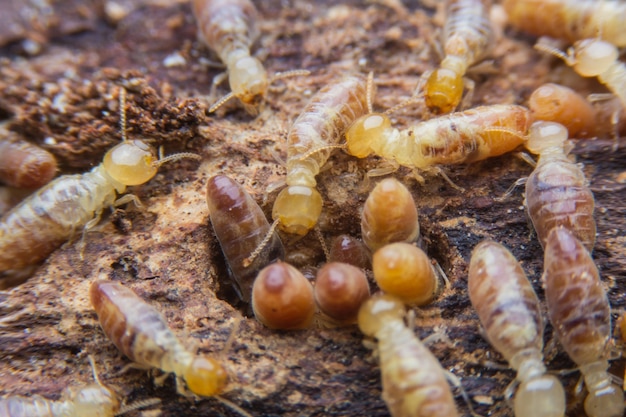 termitas en la madera en descomposición