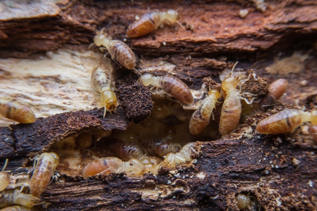 termitas en la madera en descomposición