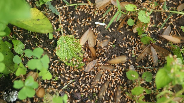 termitas que salen a la superficie después de la lluvia. Las termitas son pequeños insectos (laron)